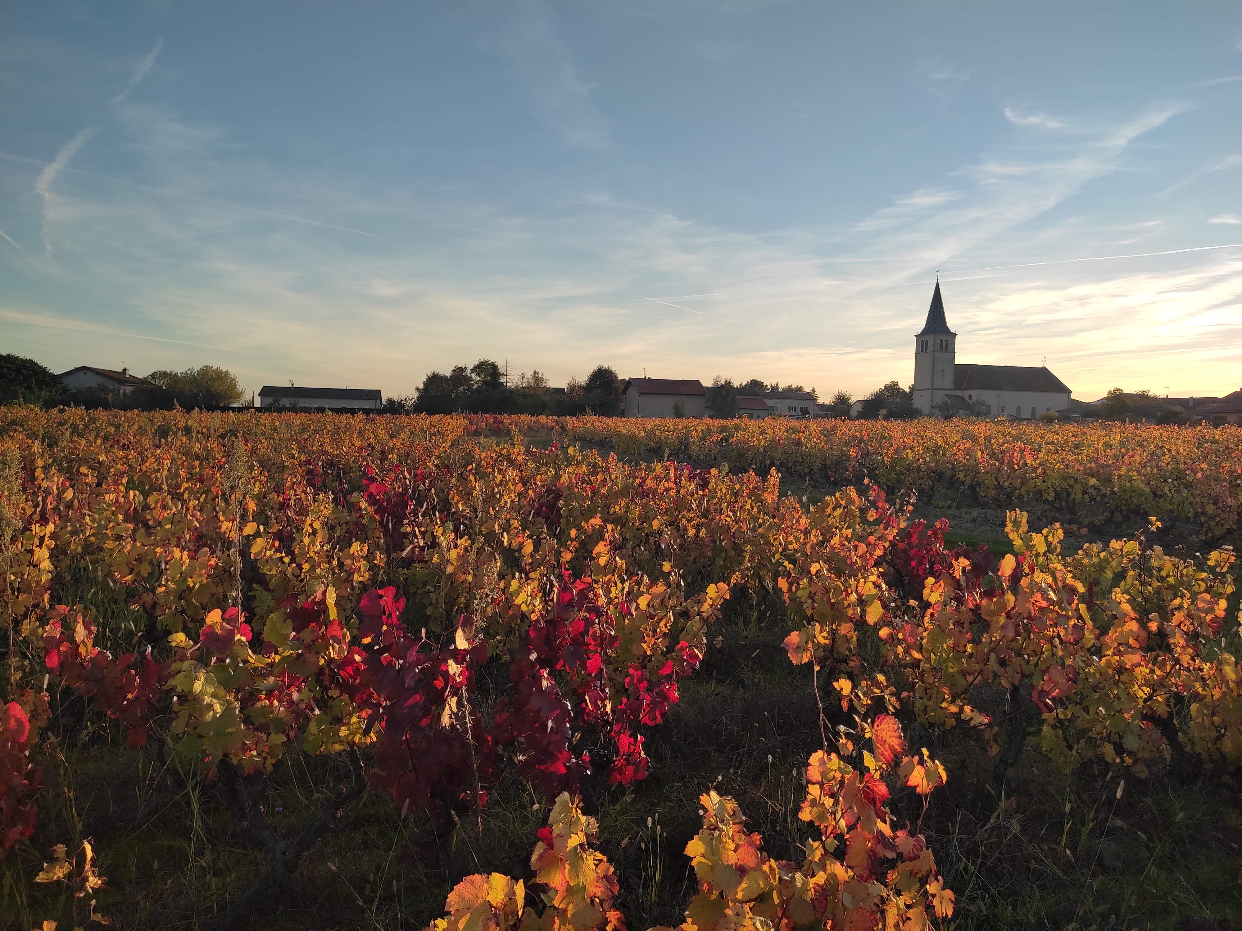 Le vignoble du Domaine J.Boulon sous la neige