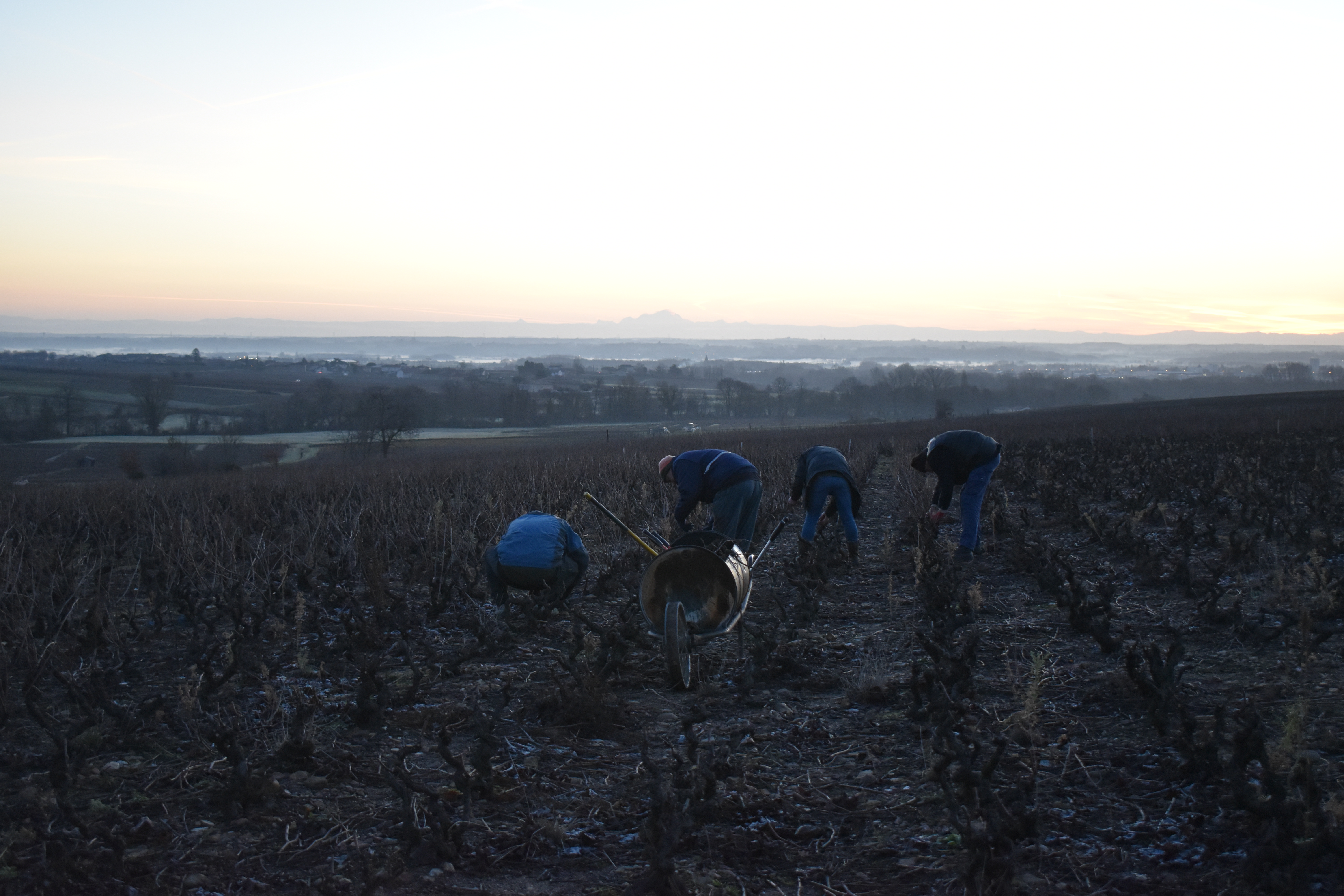 Illustration de la taille de la vigne