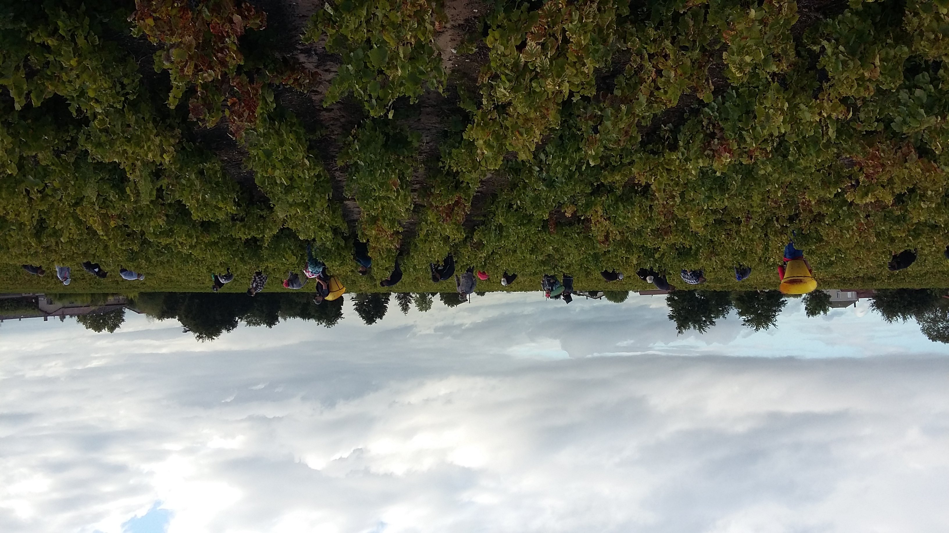 Illustration des vendanges