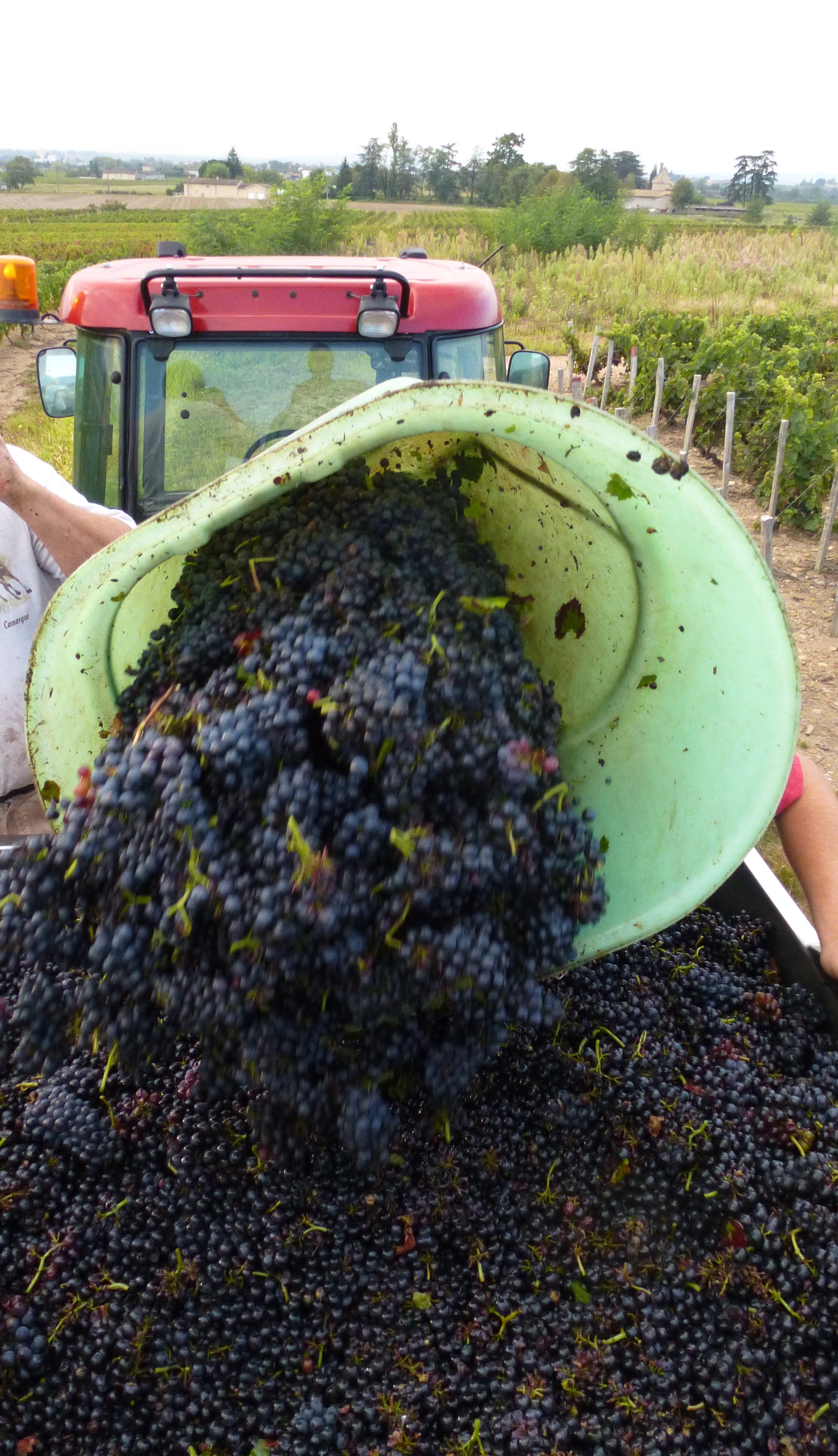 Illustration des vendanges