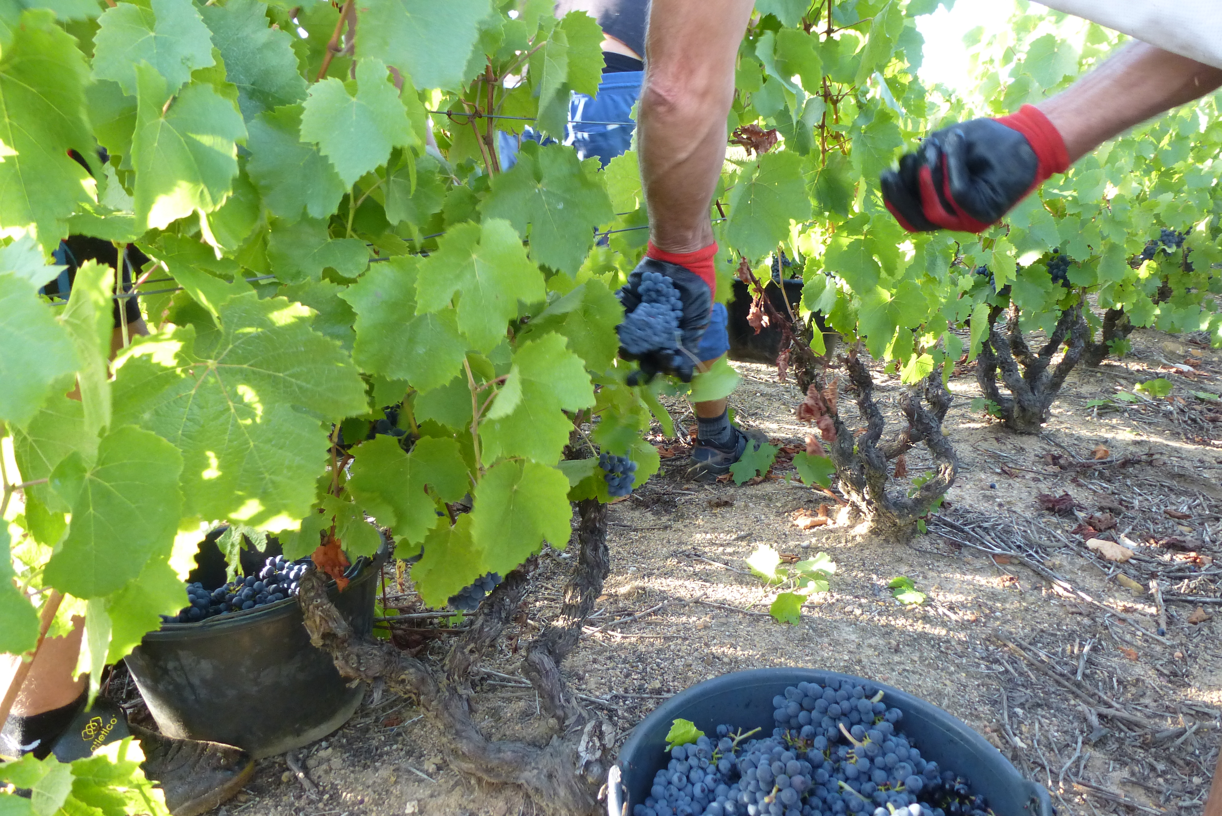 Illustration des vendanges