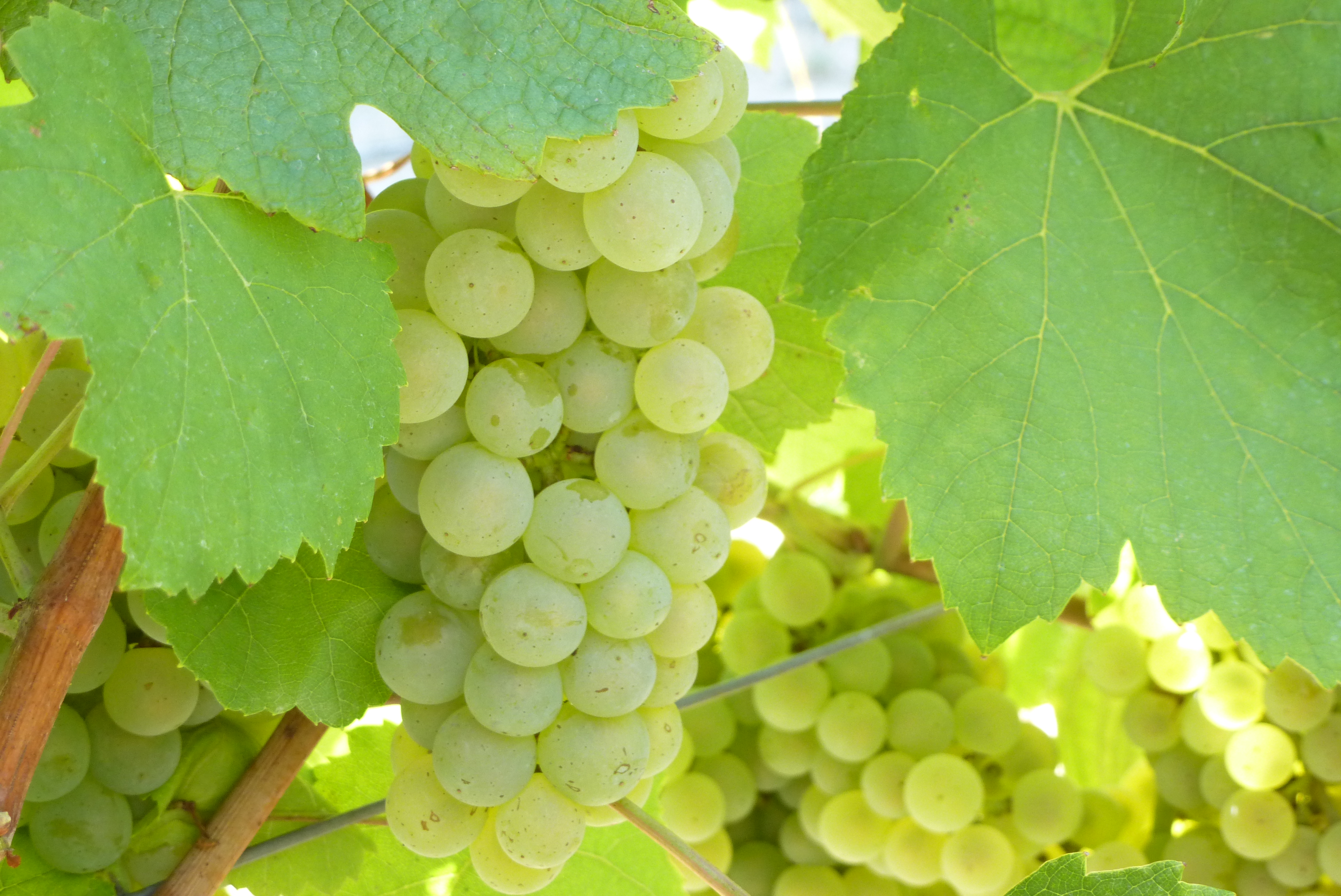 Illustration des vendanges
